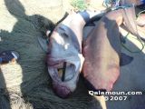 DSC00154.jpg