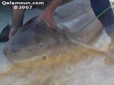 DSC00163.jpg