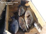 DSC00174.jpg