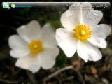 FLower.jpg