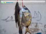 Fish.jpg