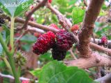 IMG_2491.jpg