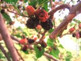 IMG_2493.jpg