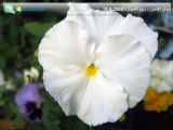 flower.jpg