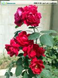 flower2.jpg